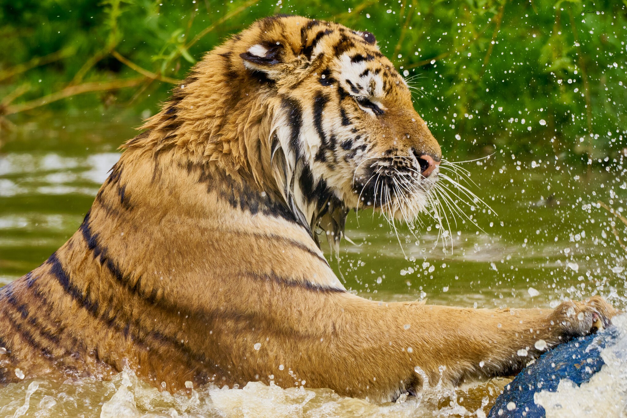 tiger 2017 2.jpg