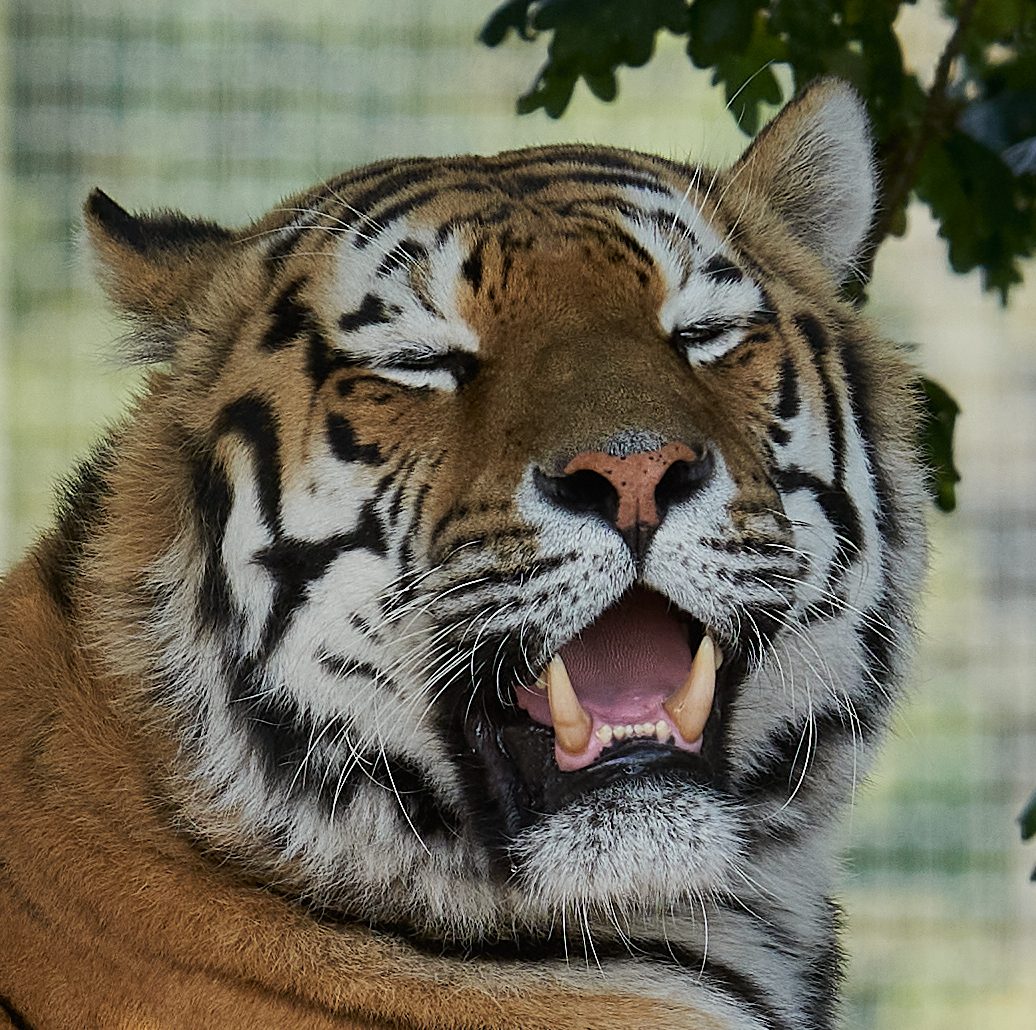 tiger head shot 1.jpg