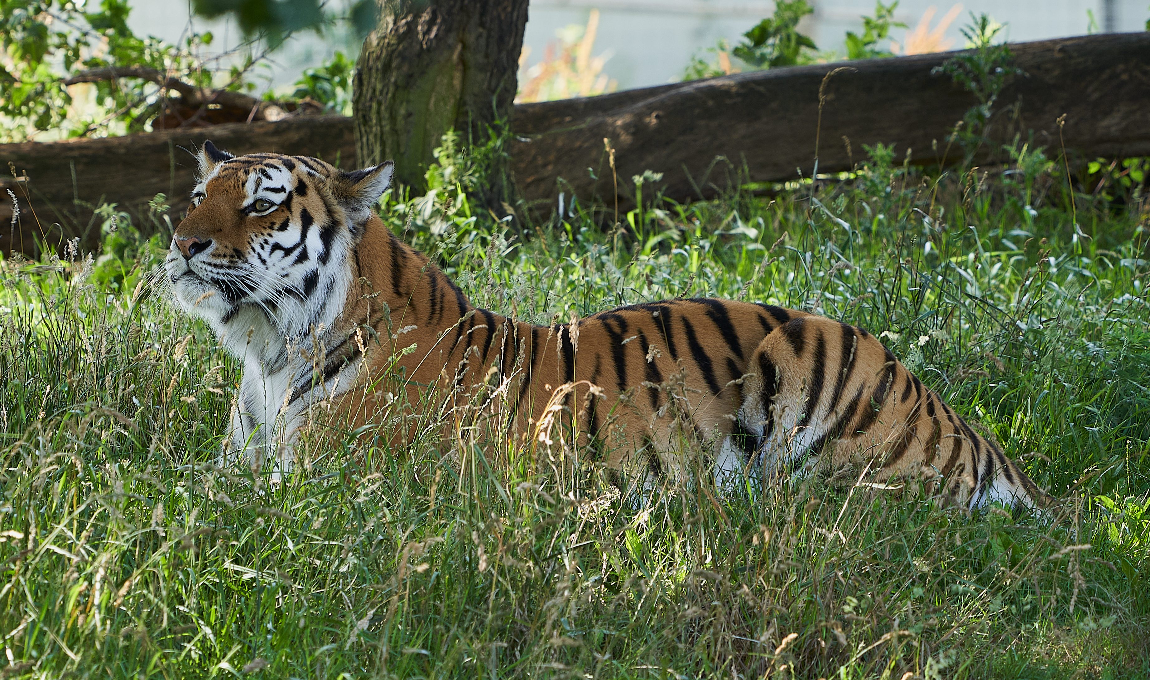 tiger in long grass a7iii 200-600.jpg