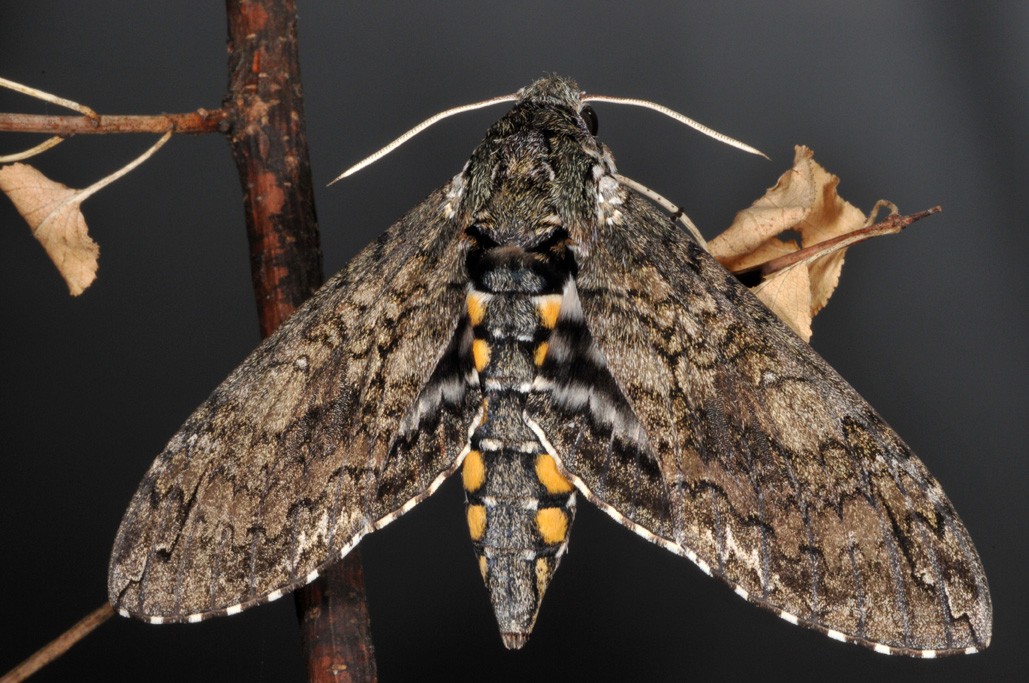 Tobacco-Hornworm-Moth-Picture-1334806275.jpg