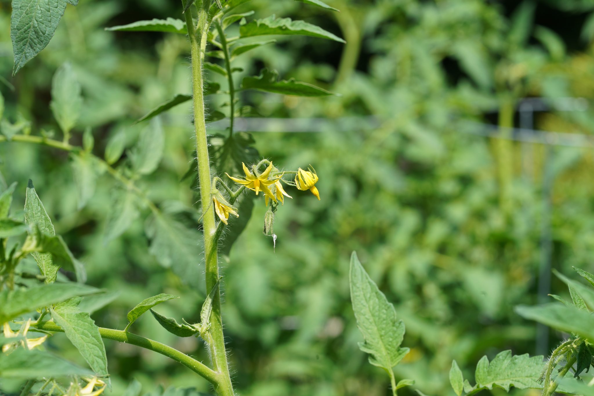 Tomato-1 DSC07892.jpg