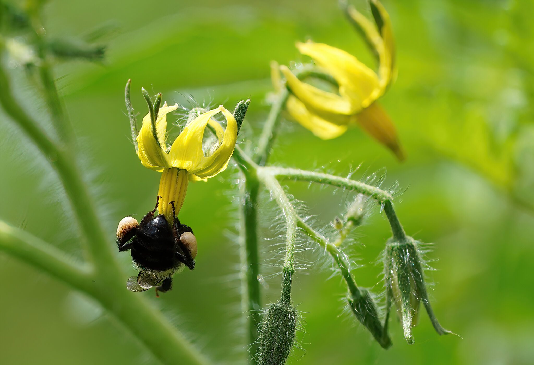 Tomato-3 Bee close.jpg