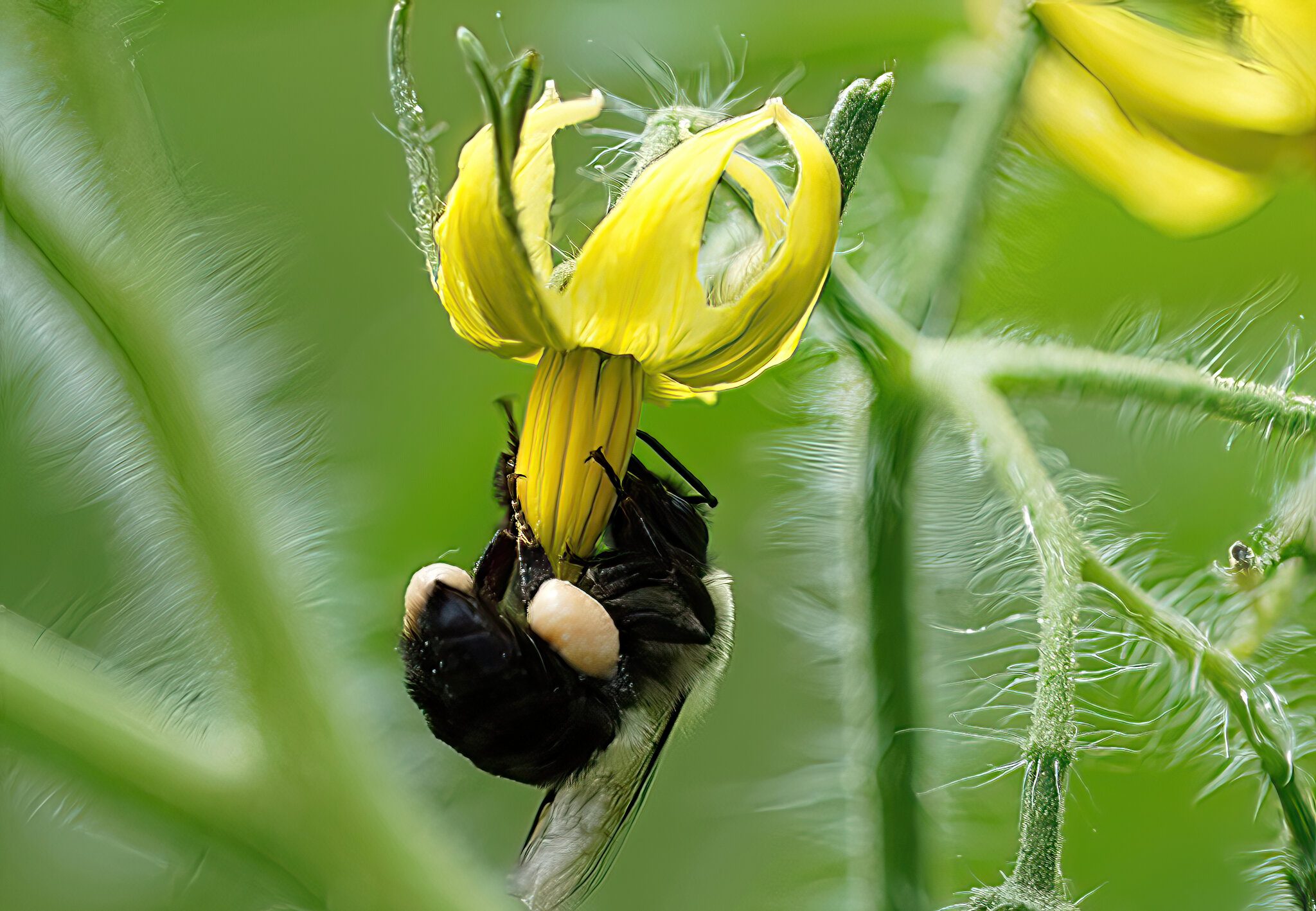 Tomato-5 Bee super-close.jpg