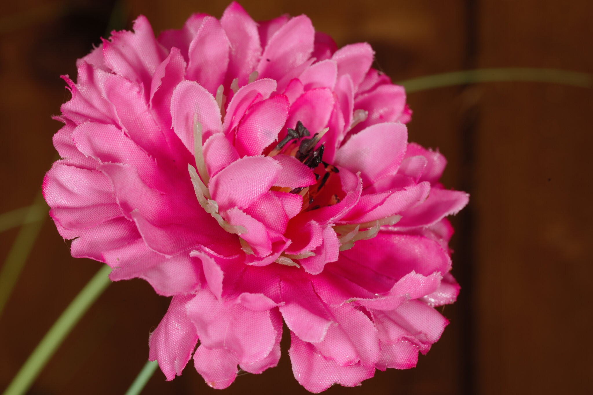 Tracey's flower.jpg