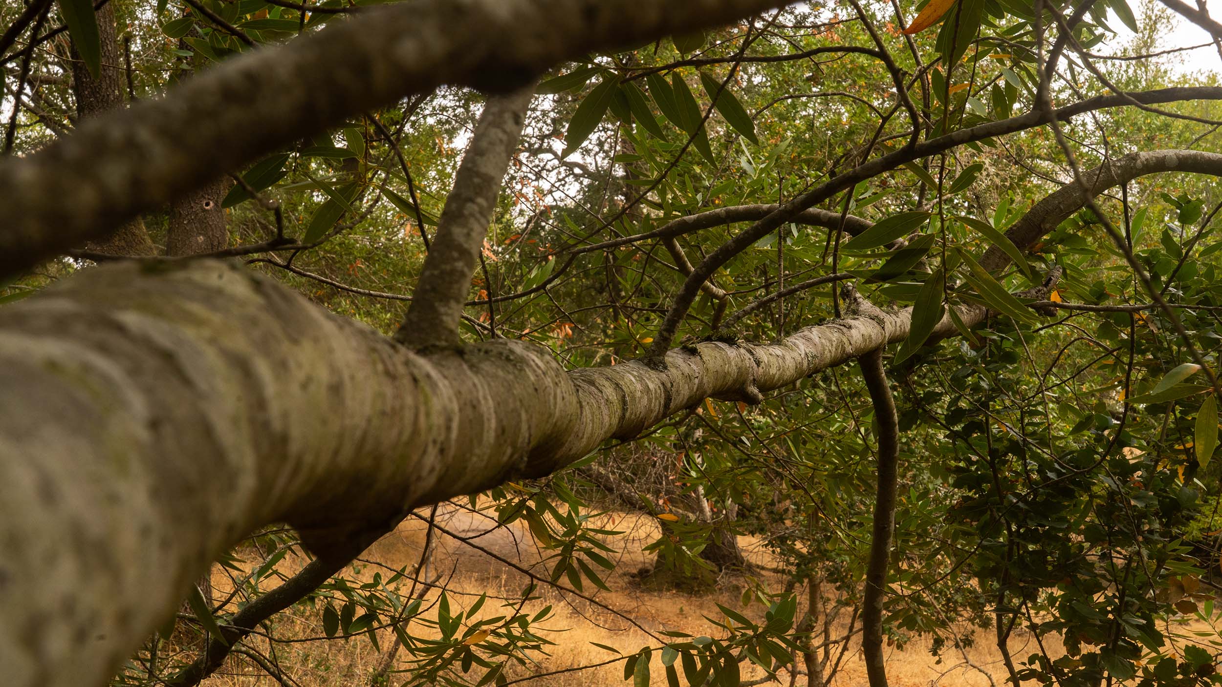 Tree branch in perspective