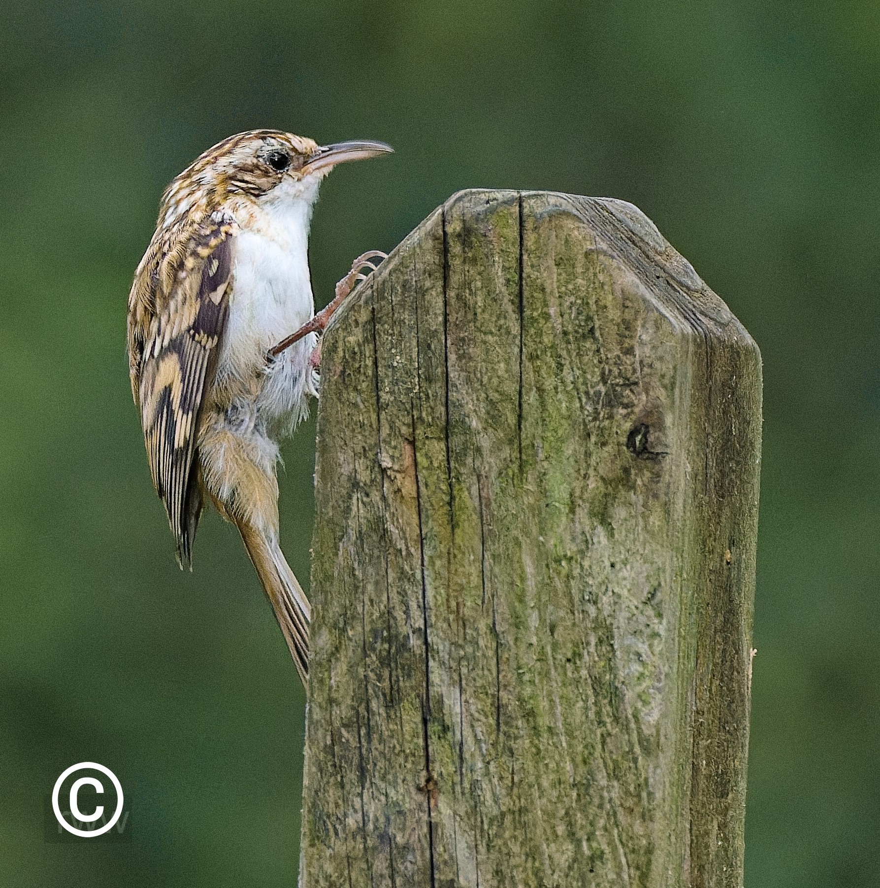 Tree Creeper 12 Aug 23.jpg