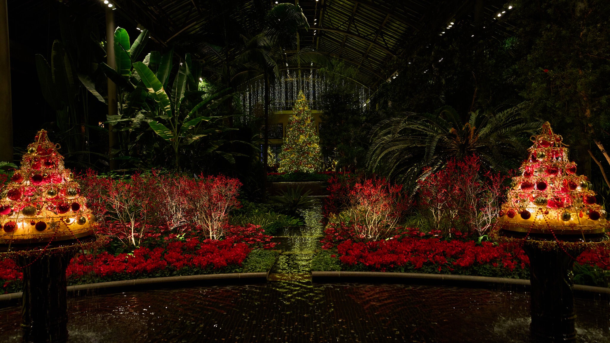 Tree - Longwood - 12032025 - 01.jpg