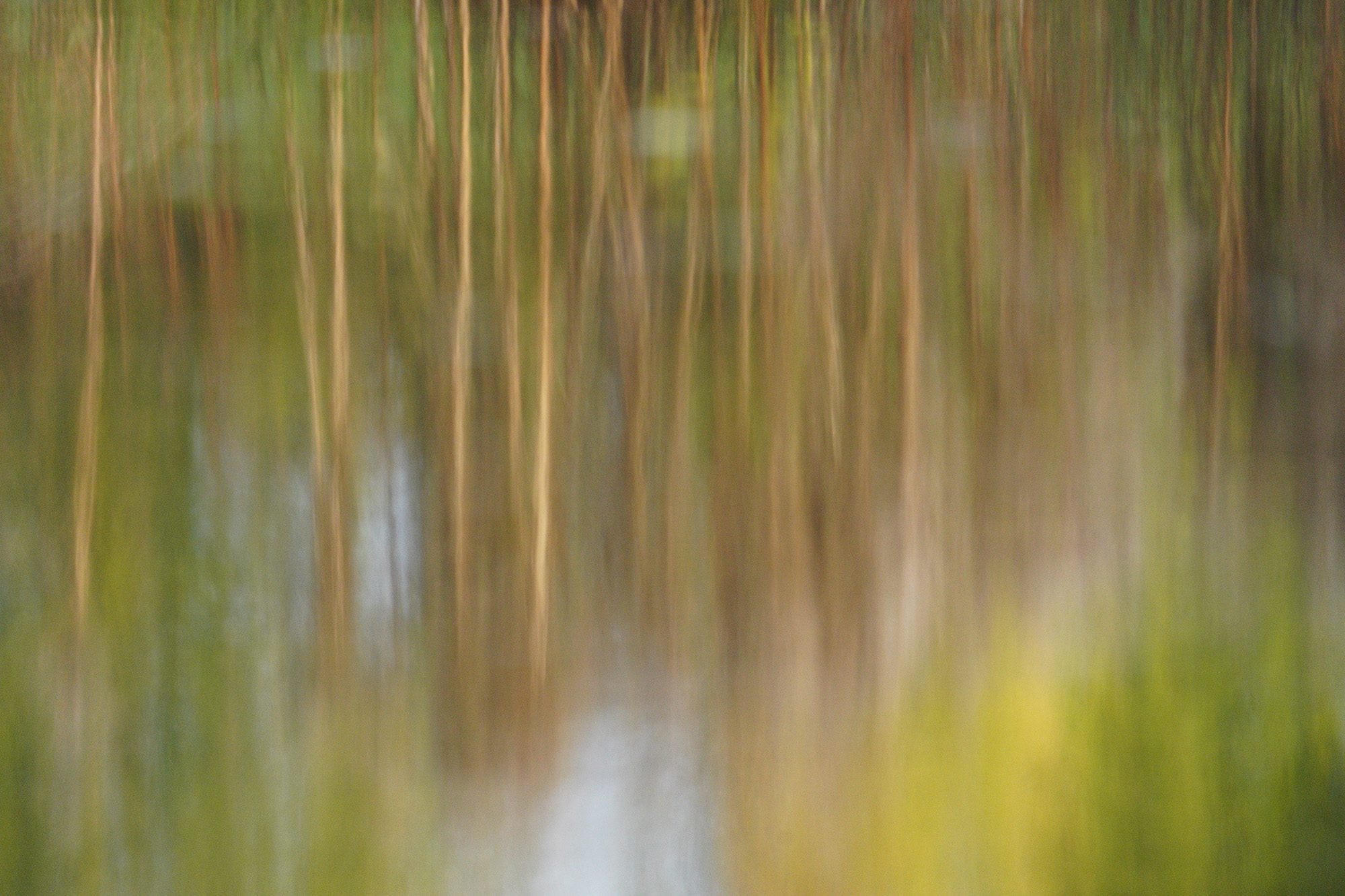 tree-reflections.jpg