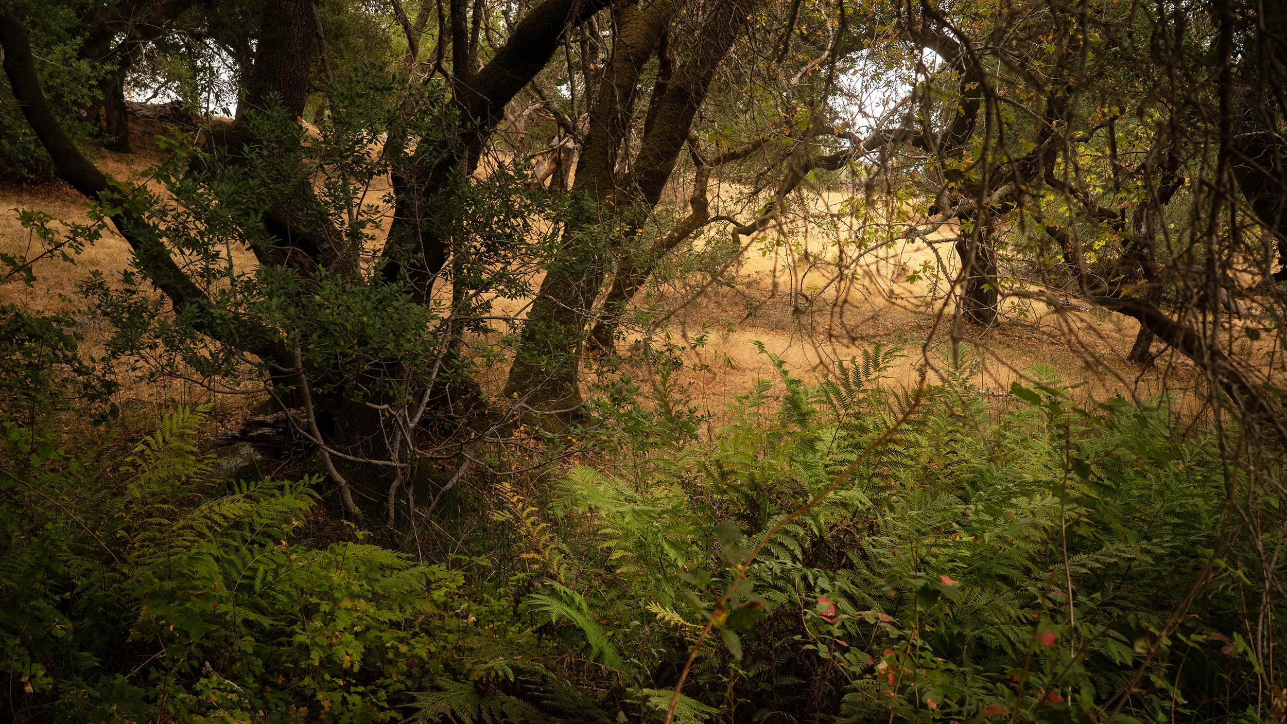 Trees, ferns and field