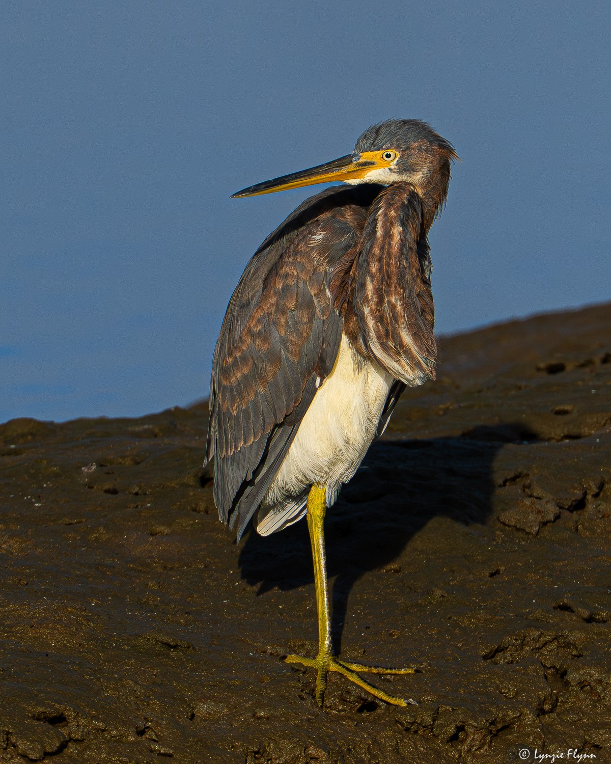 Tricolored Heron 3294.jpg