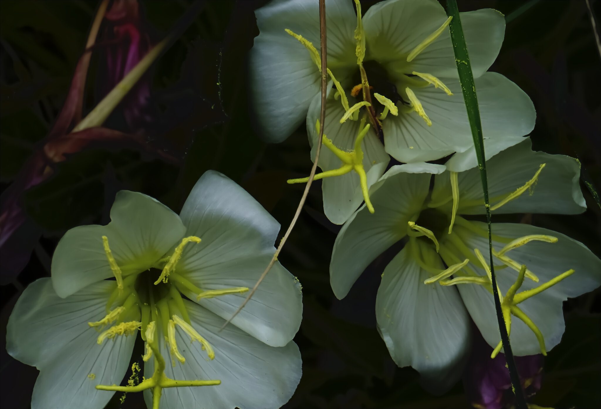 Tuffed (Stemless) Evening Primrose.jpg