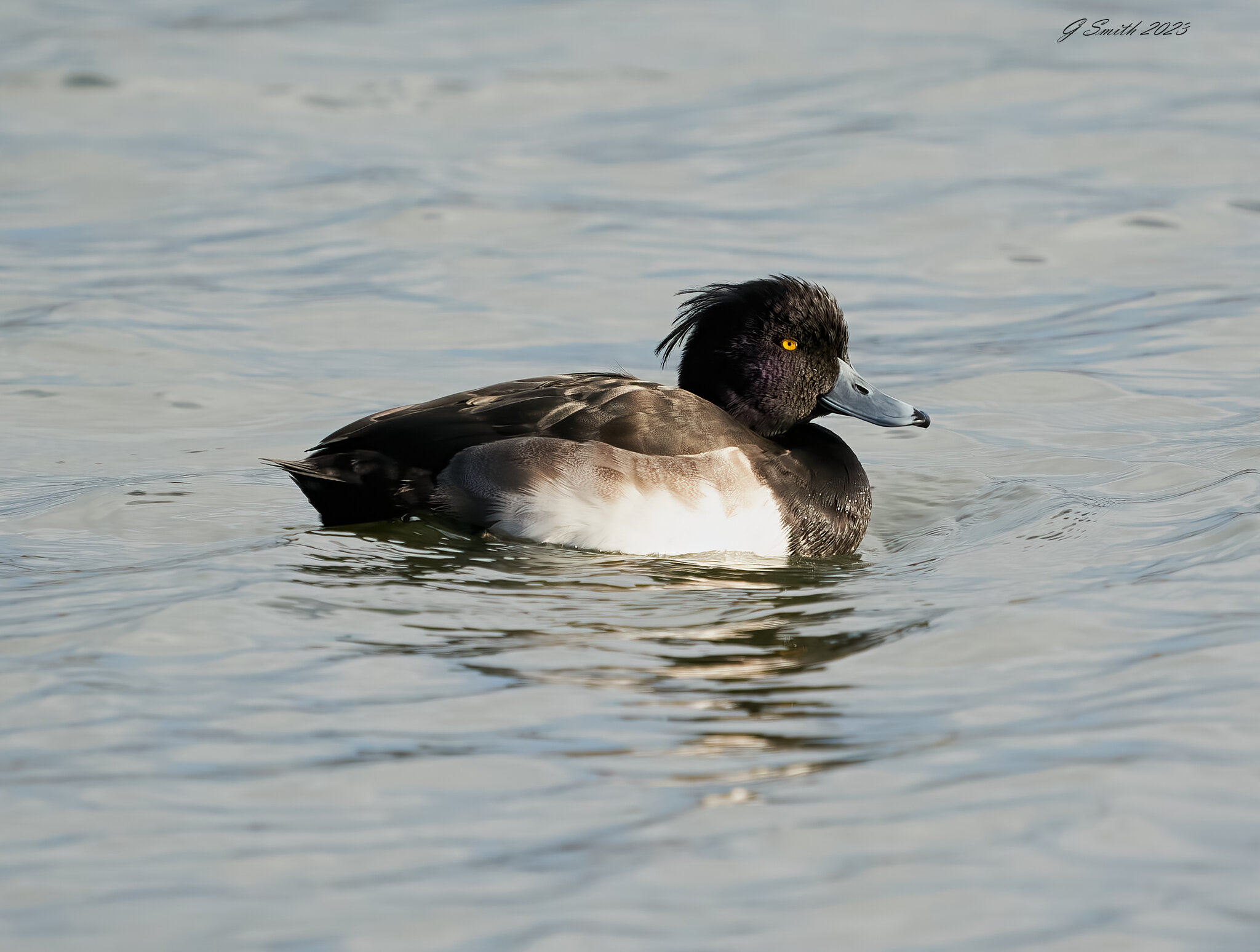 tufted duck 2023 (2).jpg