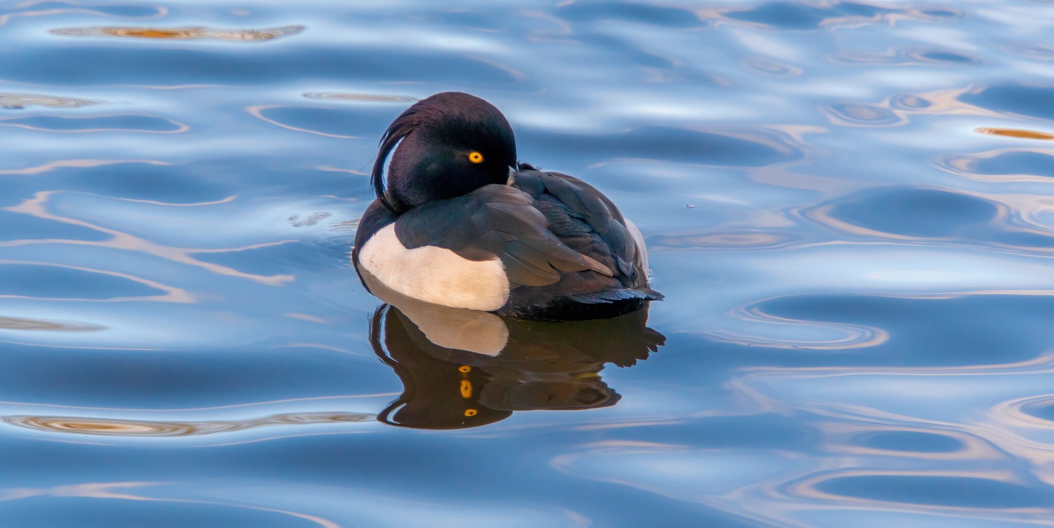 Tufted Duck1.jpg