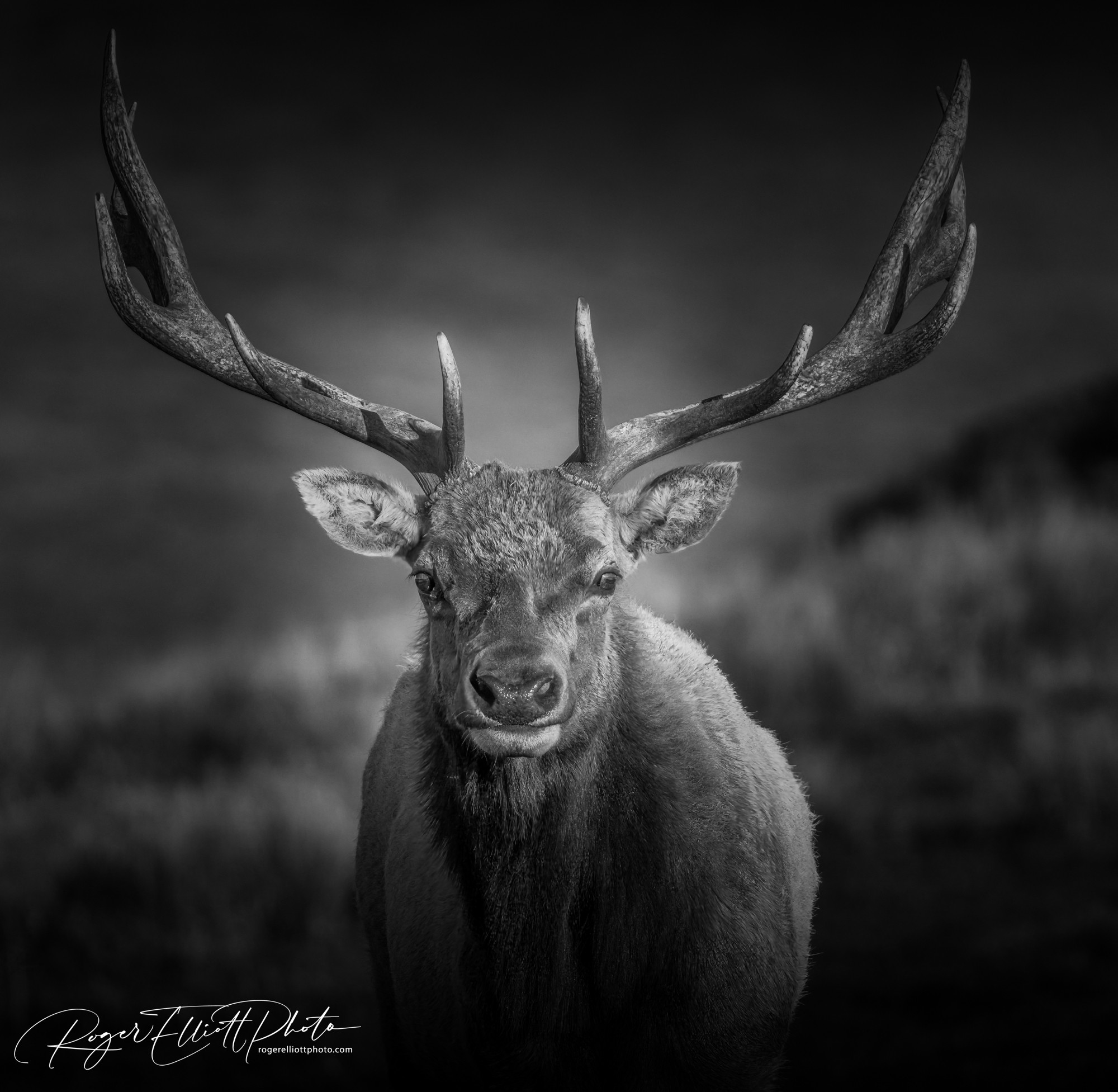 Tule Elk02805.jpg