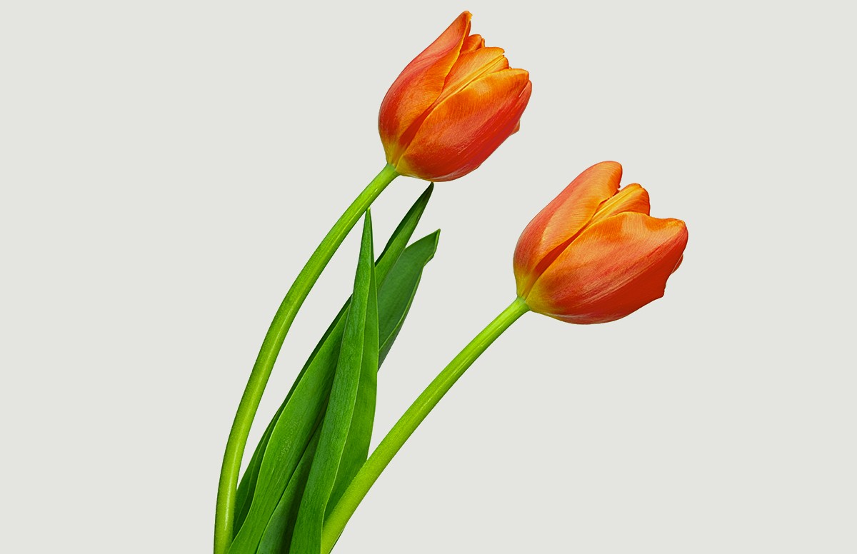 Tulips 2.jpg