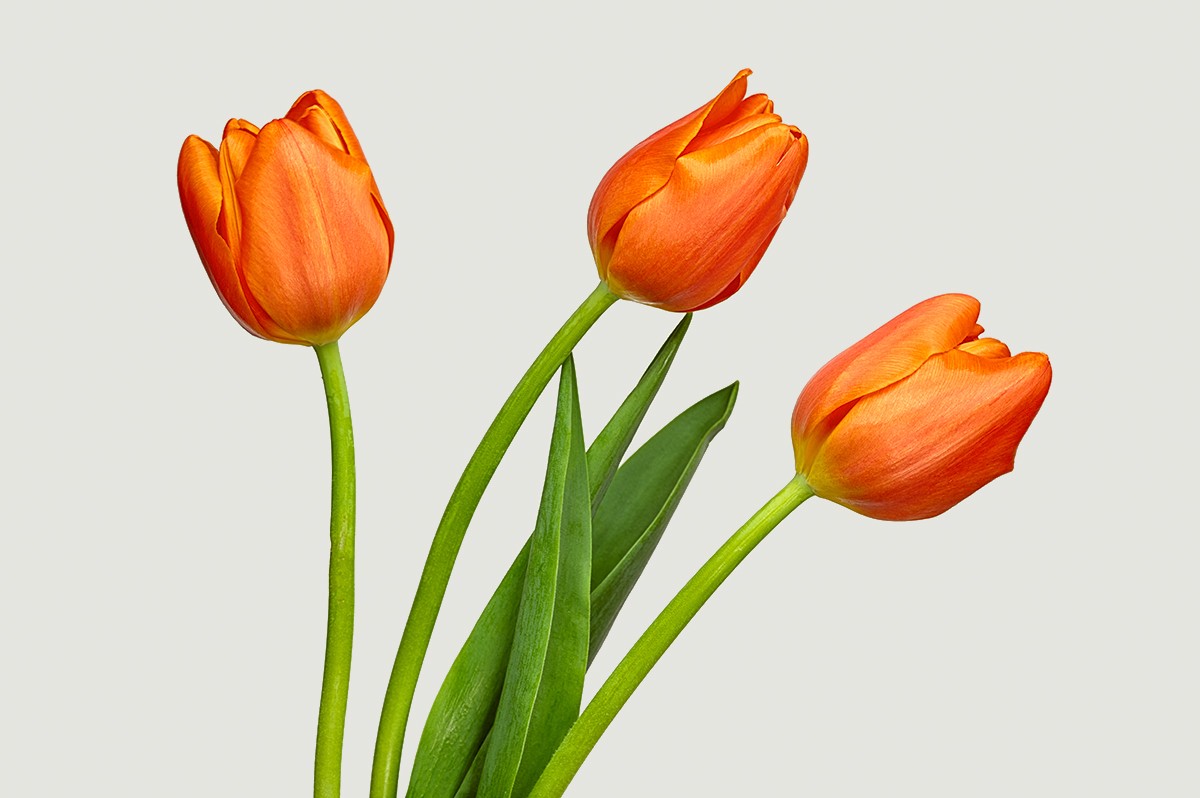 Tulips.jpg