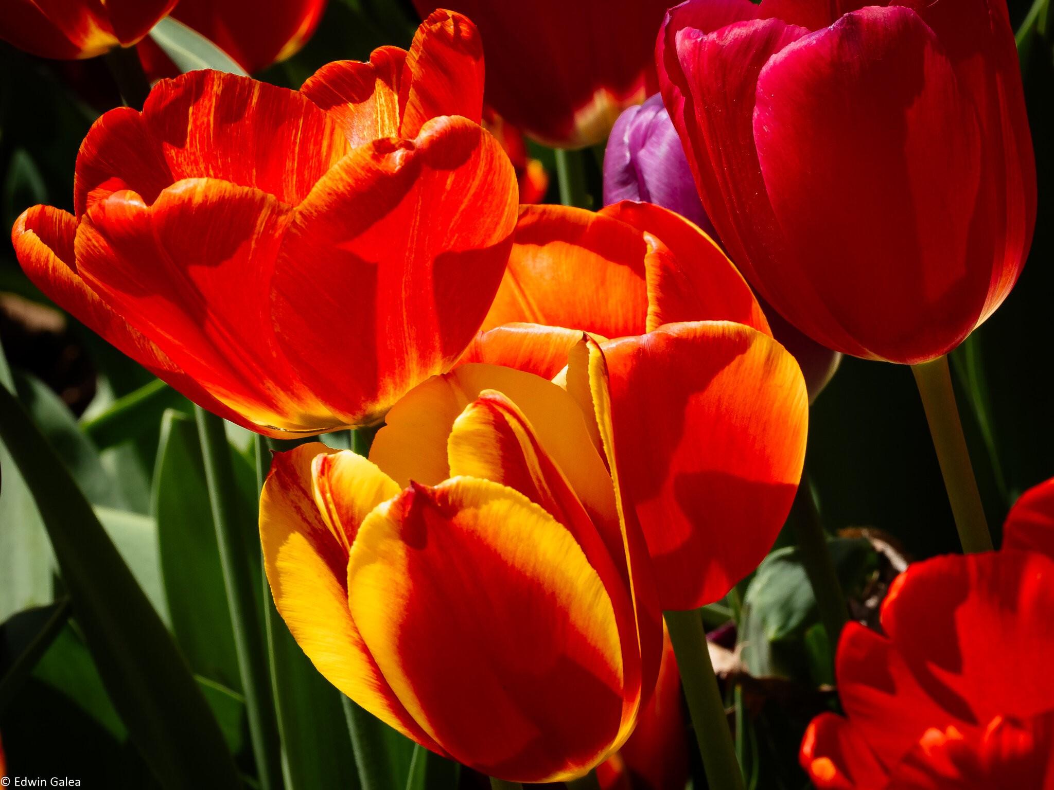 tulips_madison_square_park-10.jpg