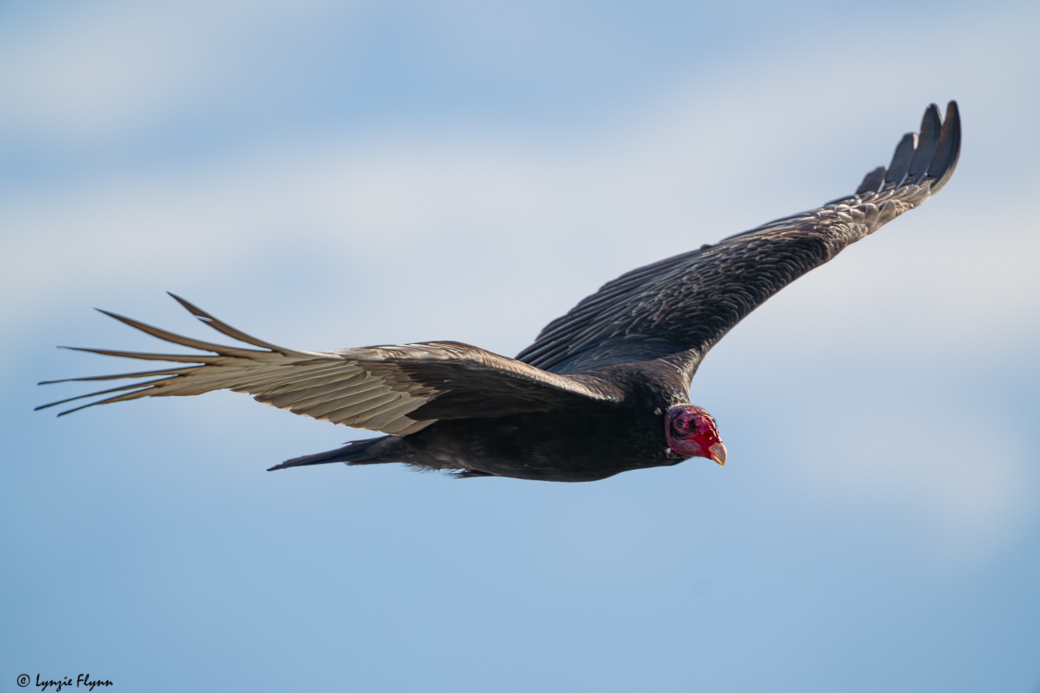 Turkey Vulture 2835.jpg