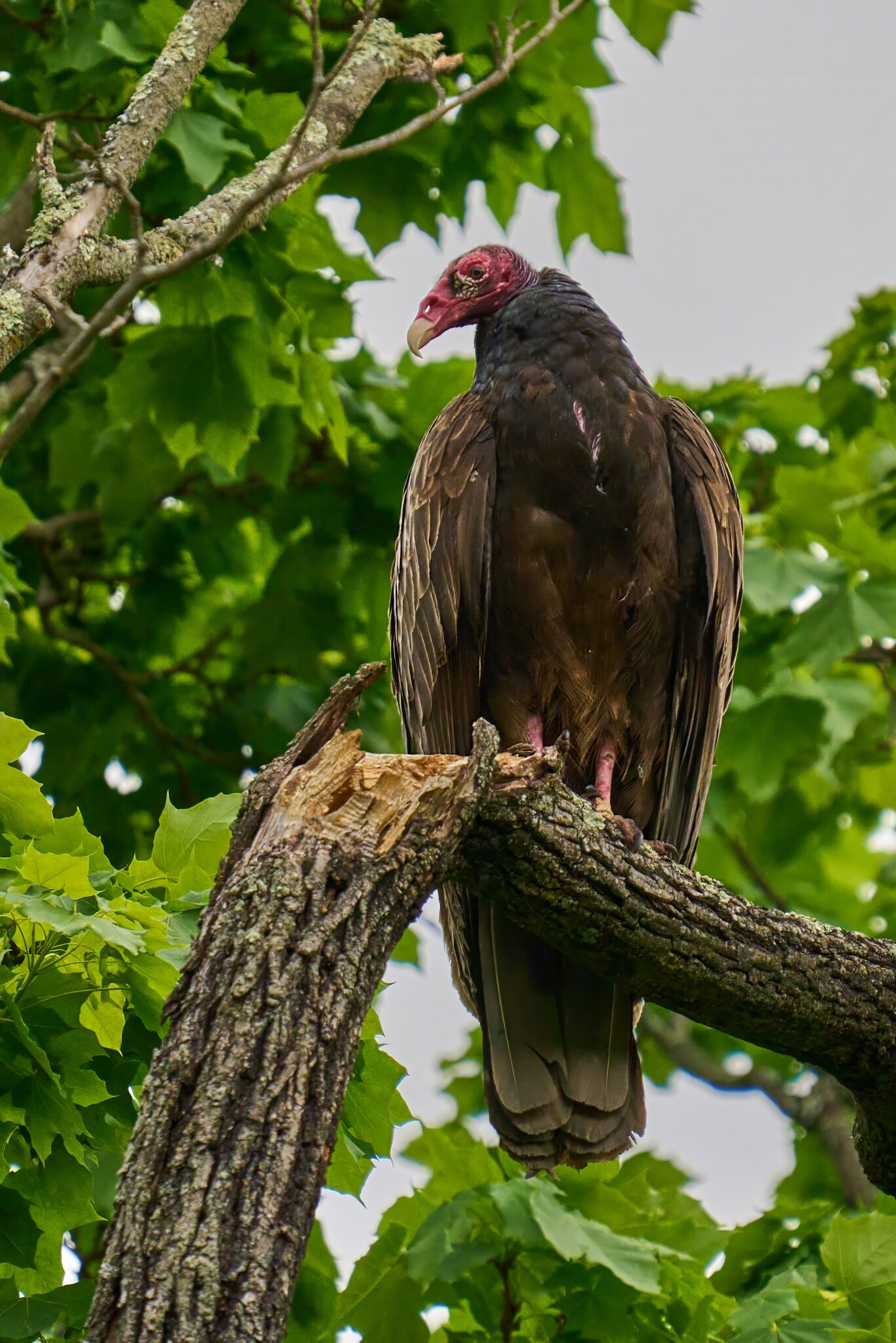 Turkey Vulture - Chester Park - 04262023 - 03- DN.jpg