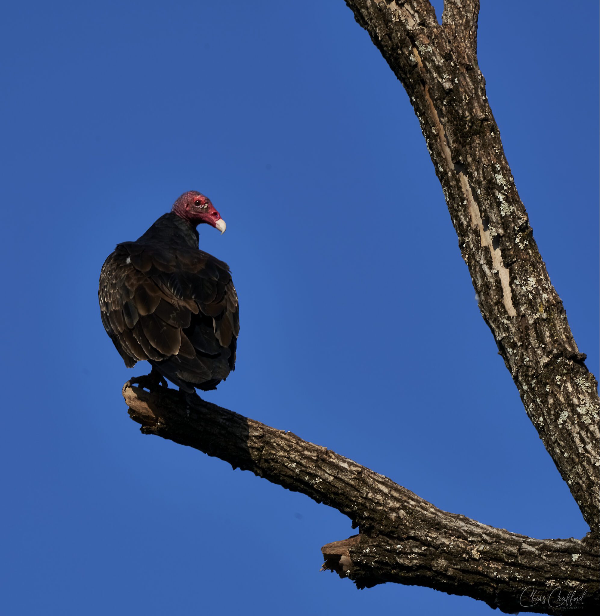 Turkey Vulture warming up