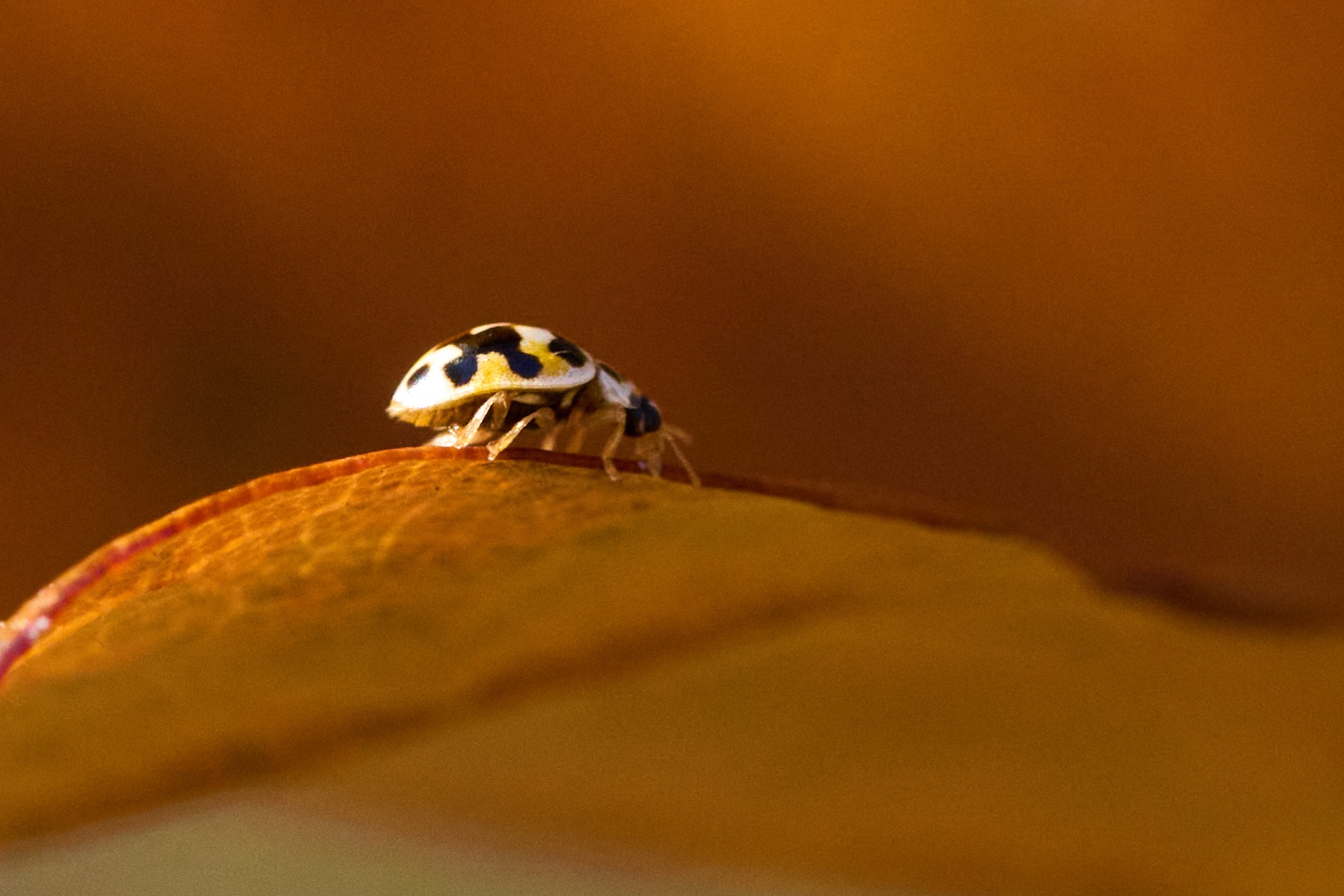 Twenty-spotted Lady Beetle - Longwood - 11082025 - 01.jpg