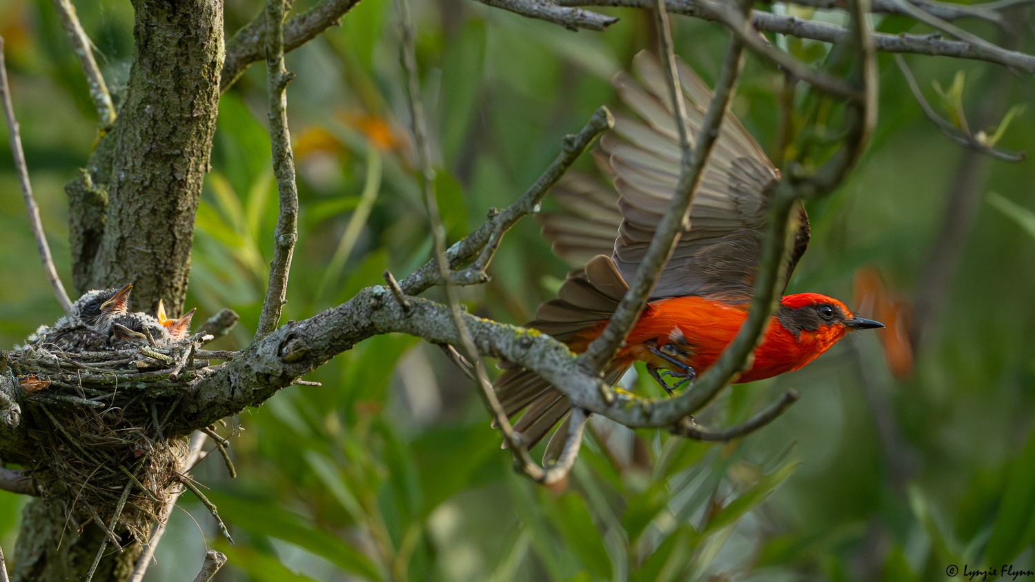 Vermilion Flycatcher 223698.jpg