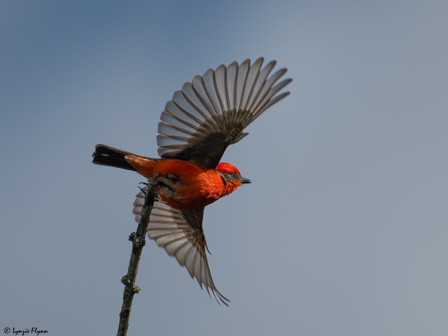 Vermilion Flycatcher 25721.jpg