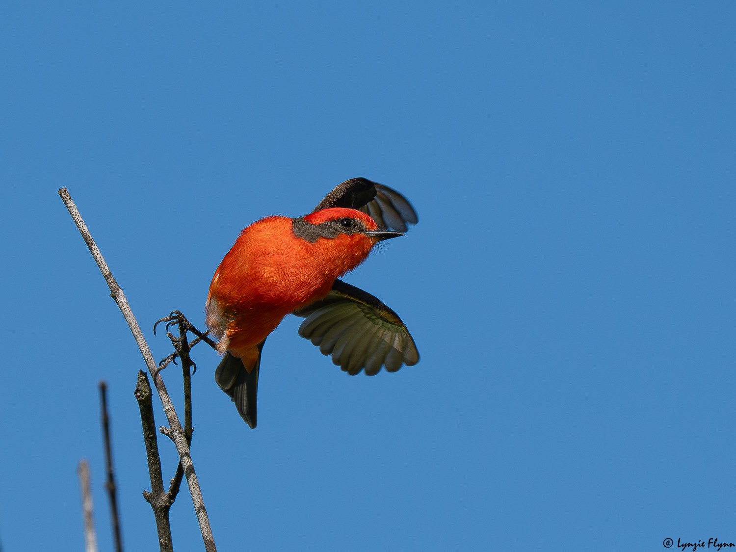 Vermilion Flycatcher 4117950.jpg