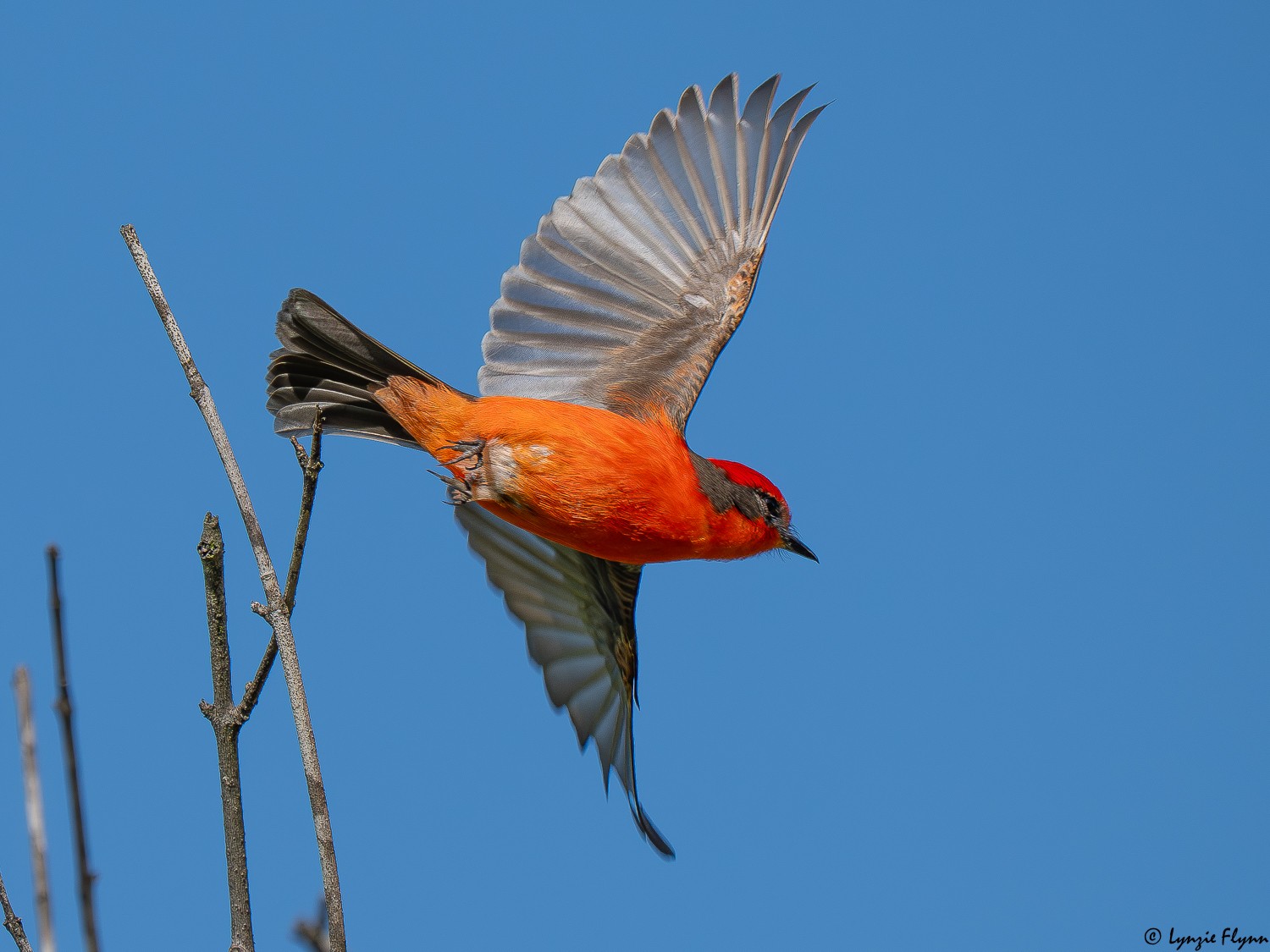 Vermilion Flycatcher 4117952.jpg