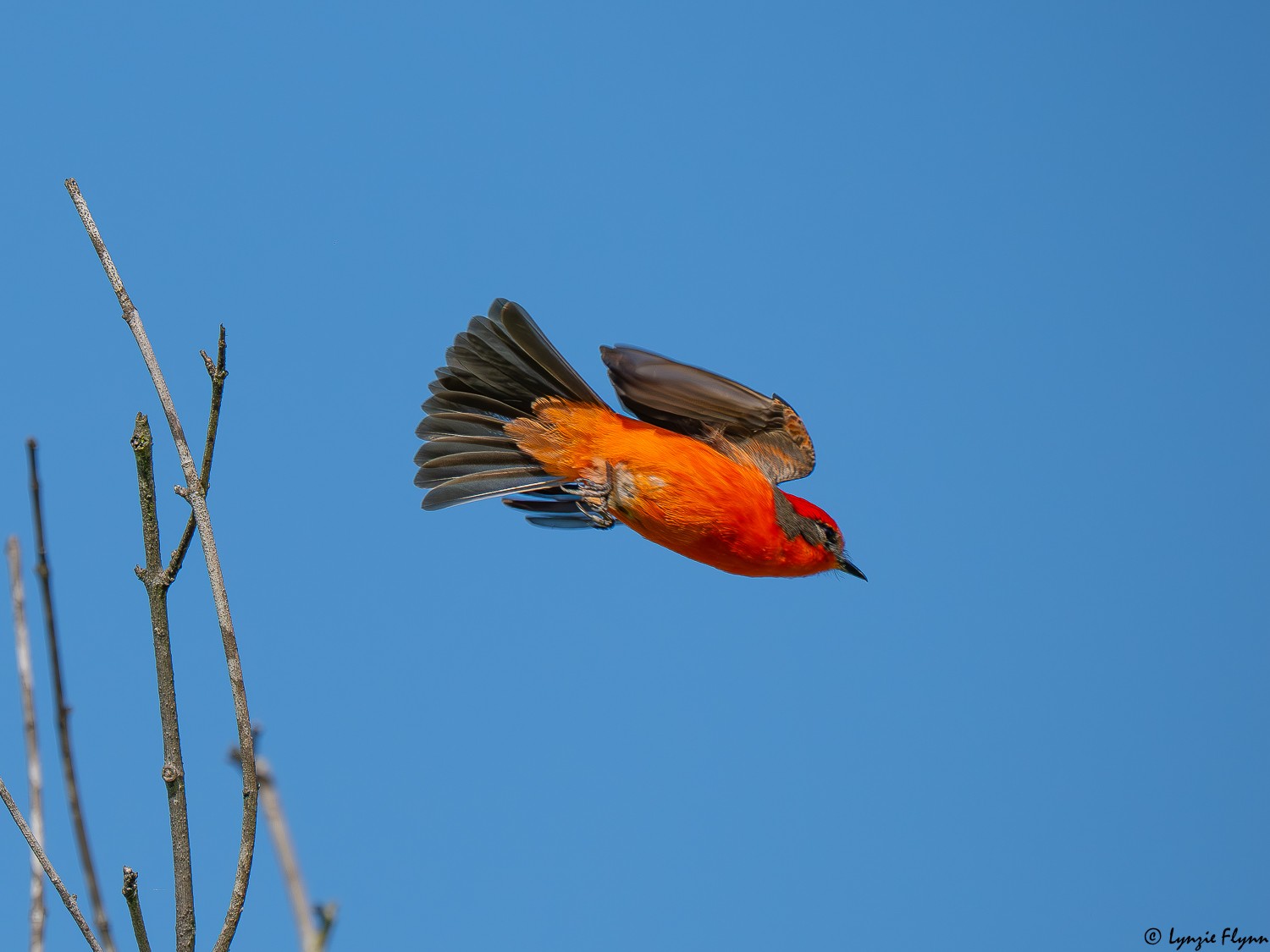Vermilion Flycatcher 4117953.jpg