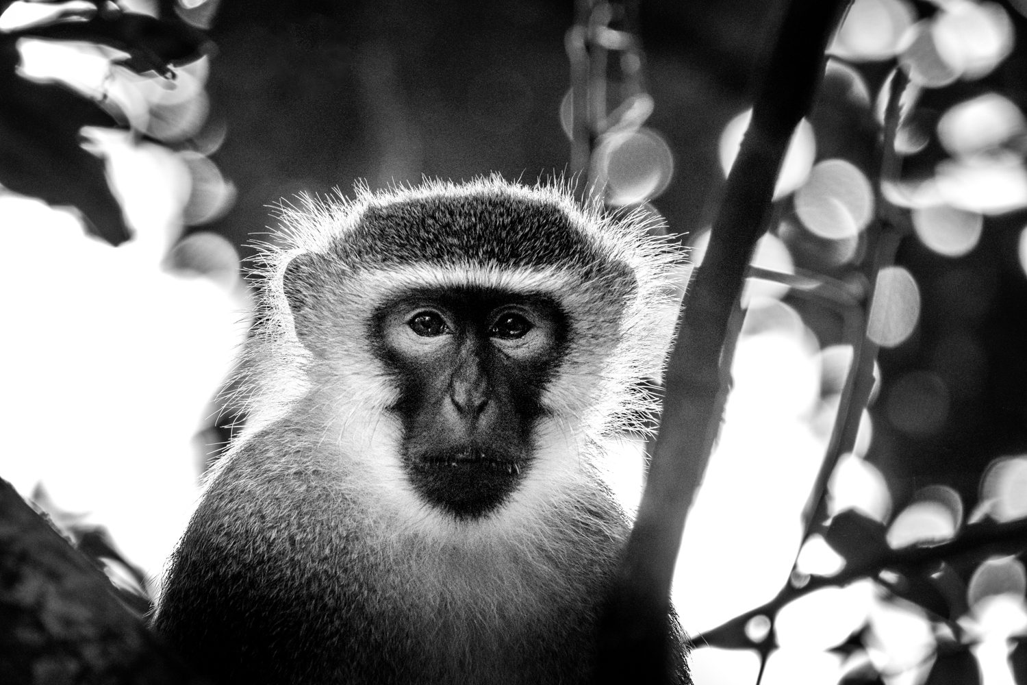Vervet monkey.jpg