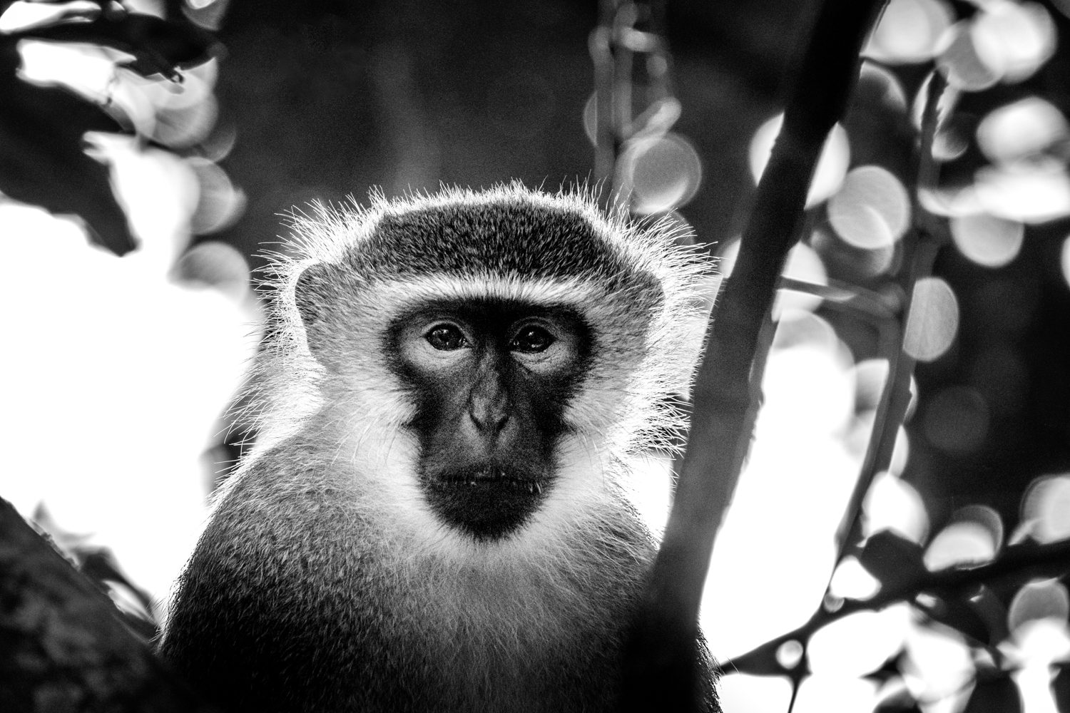 Vervet monkey.jpg