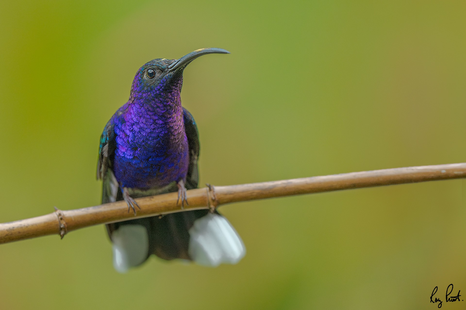 Violet-Sabrewing-21564.jpg