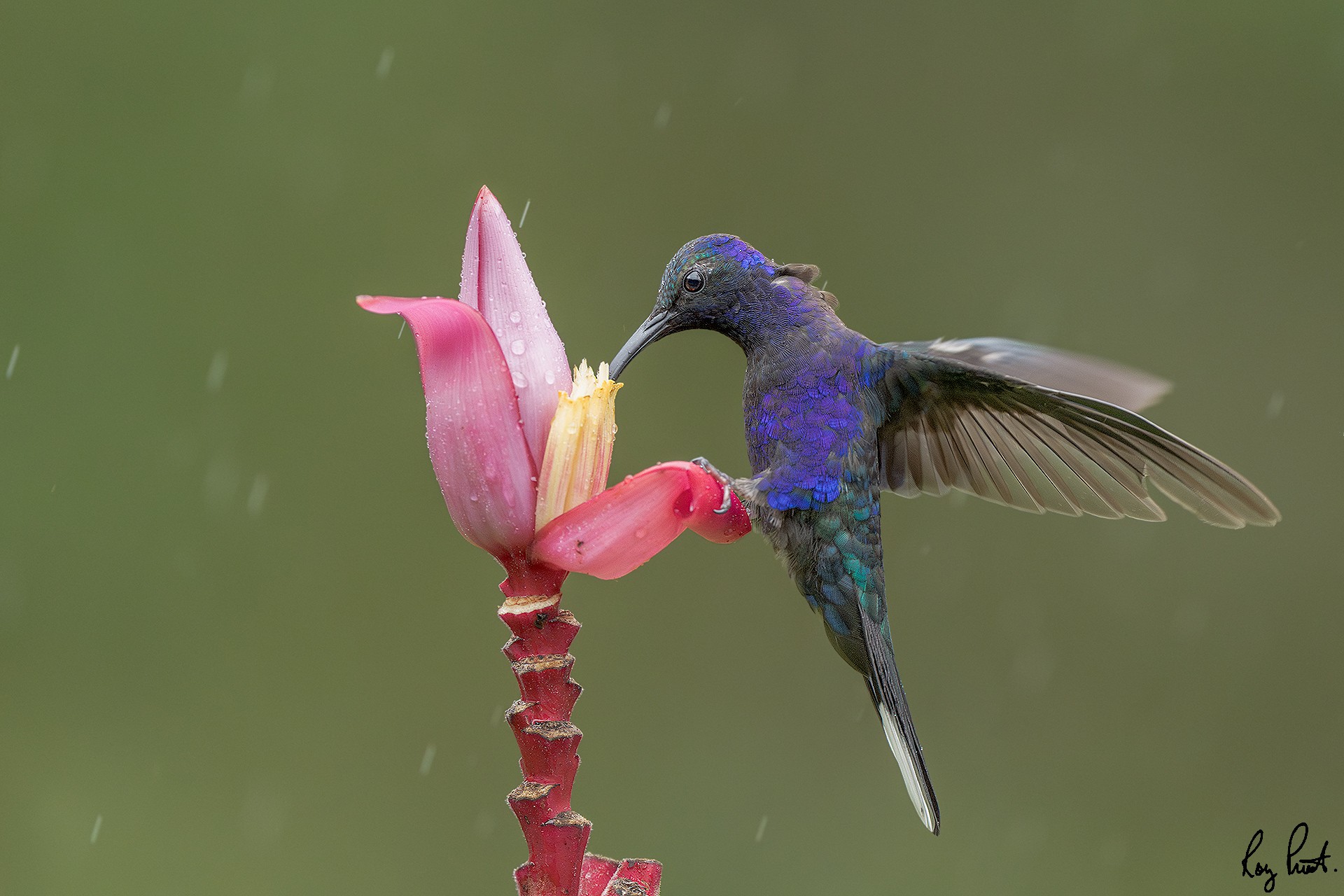 Violet-Sabrewing-25783.jpg