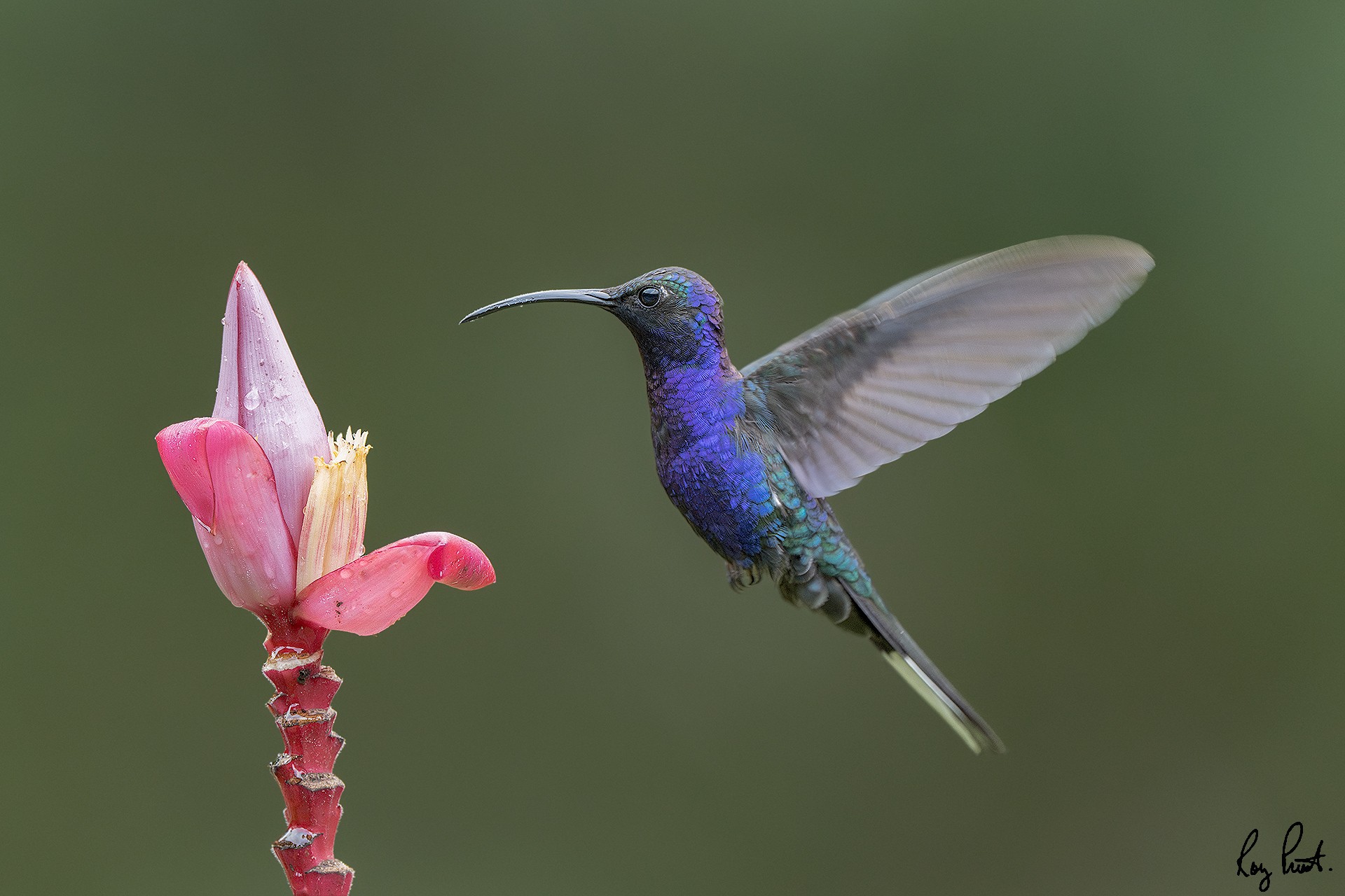 Violet-Sabrewing-26507.jpg