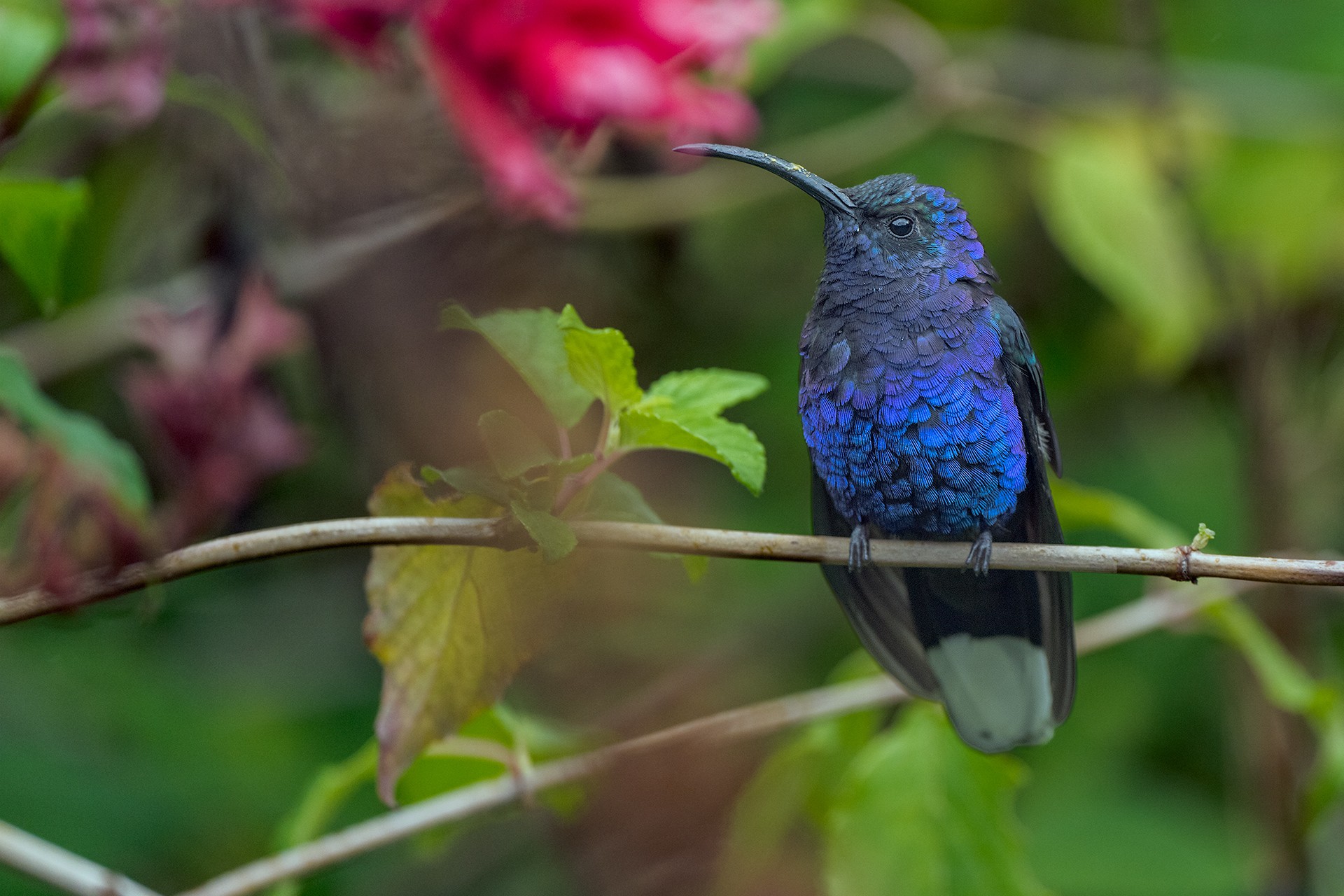 Violet-Sabrewing-27690.jpg