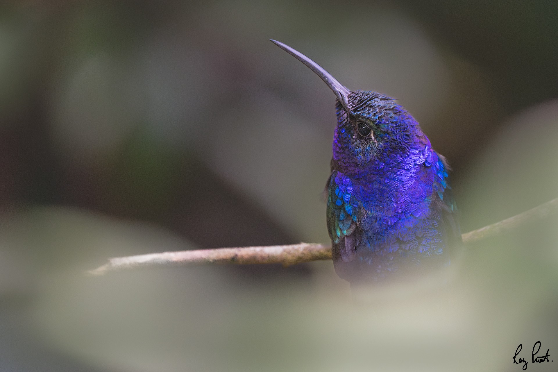 Violet-Sabrewing-29308.jpg