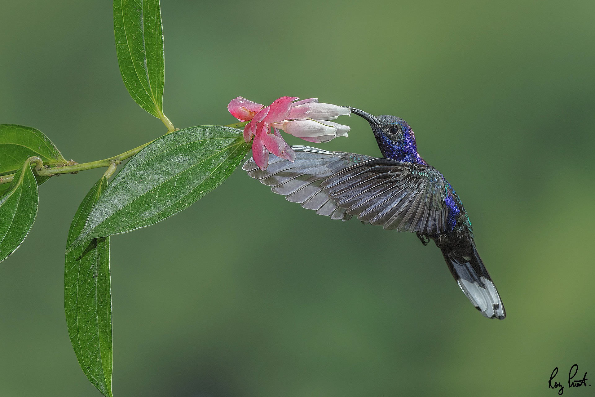 Violet-Sabrewing.jpg