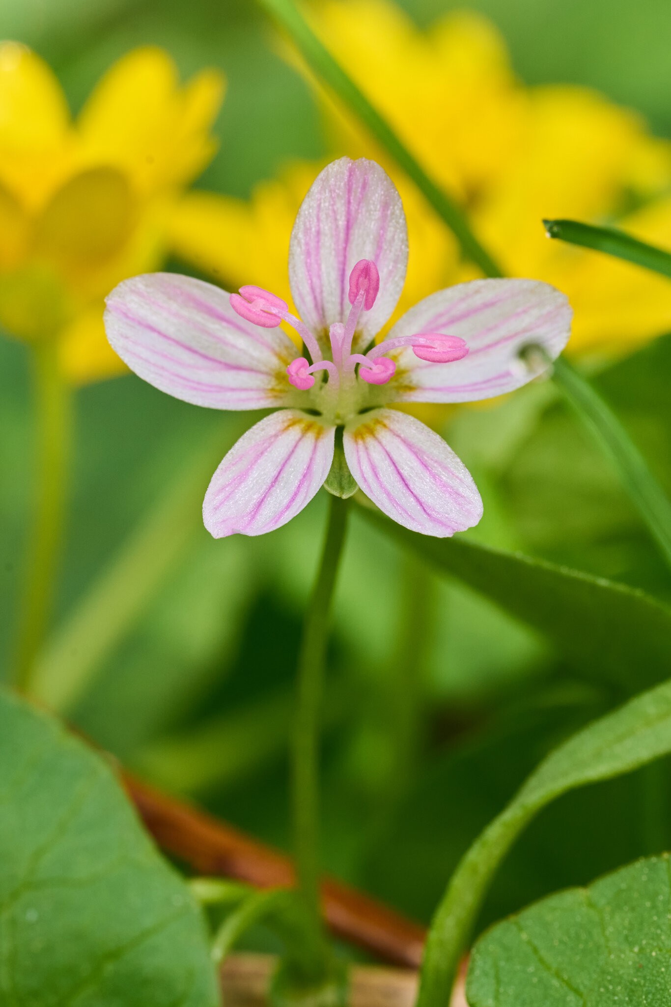 Virginia Springbeauty - Ashland NS - 04052026 - 01.jpg