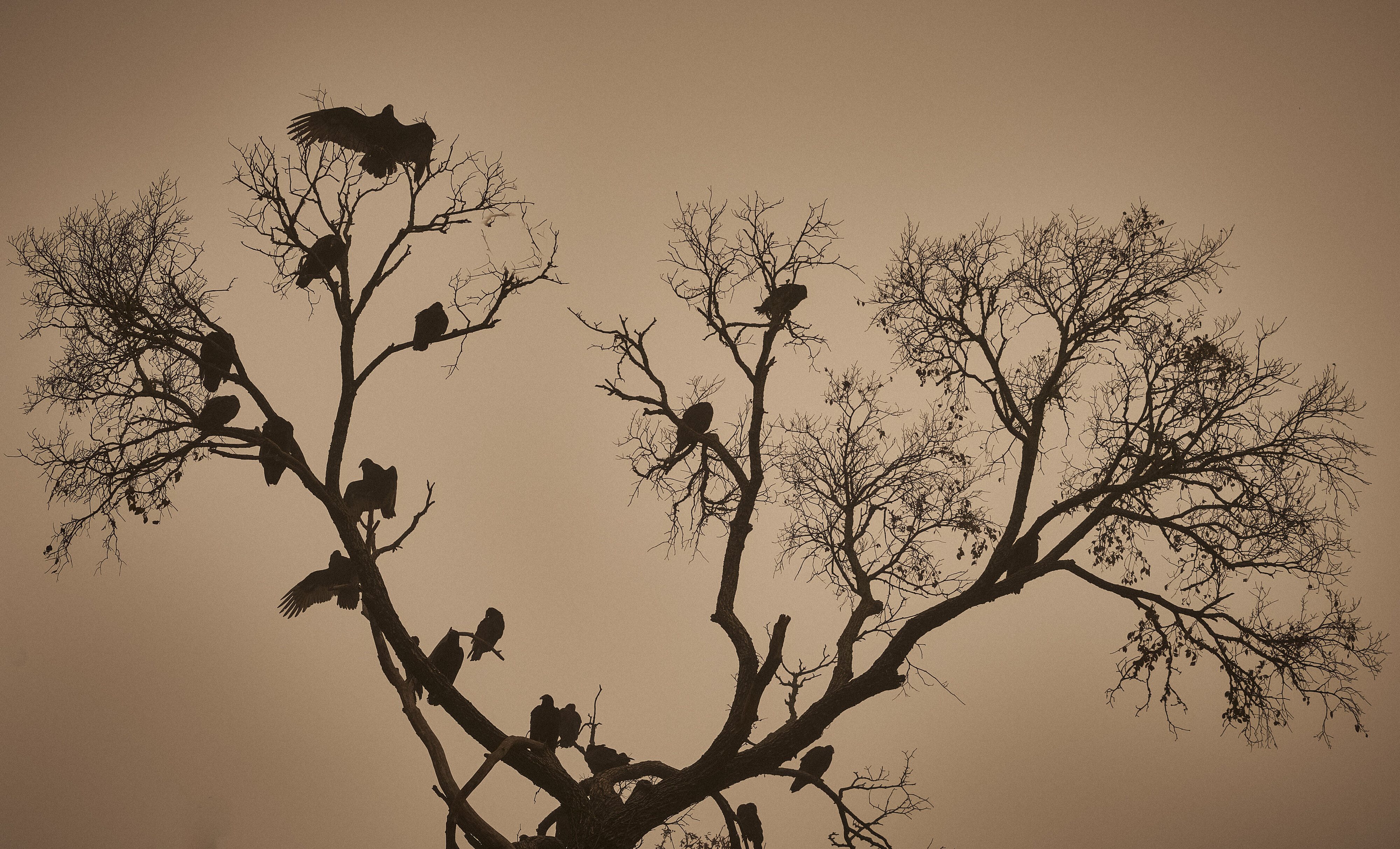 Vultures waiting