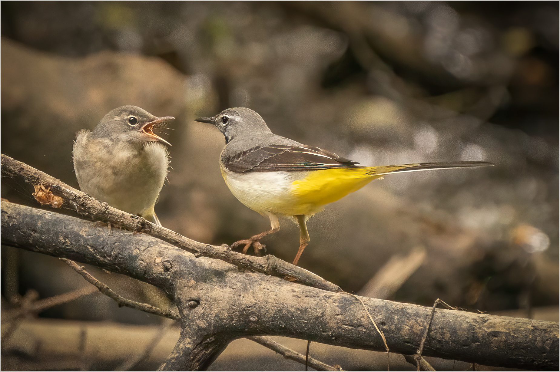 Wagtails Feeding