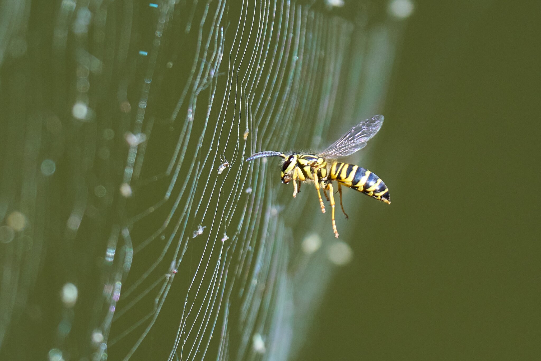 Wasp - Brandywine - 09122023 - 01- DN.jpg