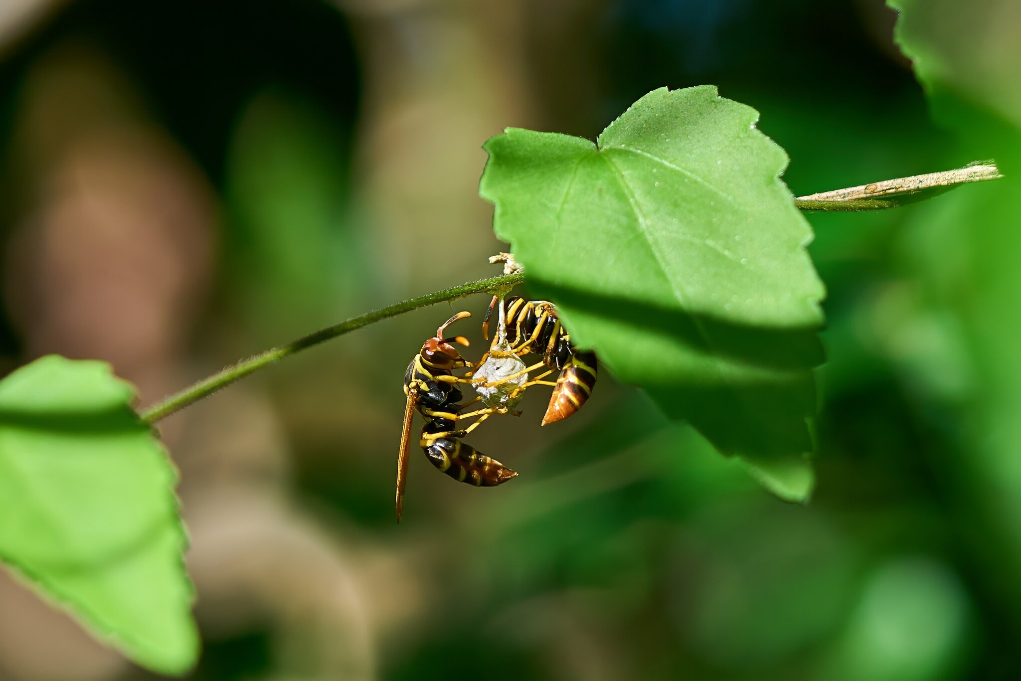 Wasp - St Johns USVI - 12062023 - 02- DN.jpg