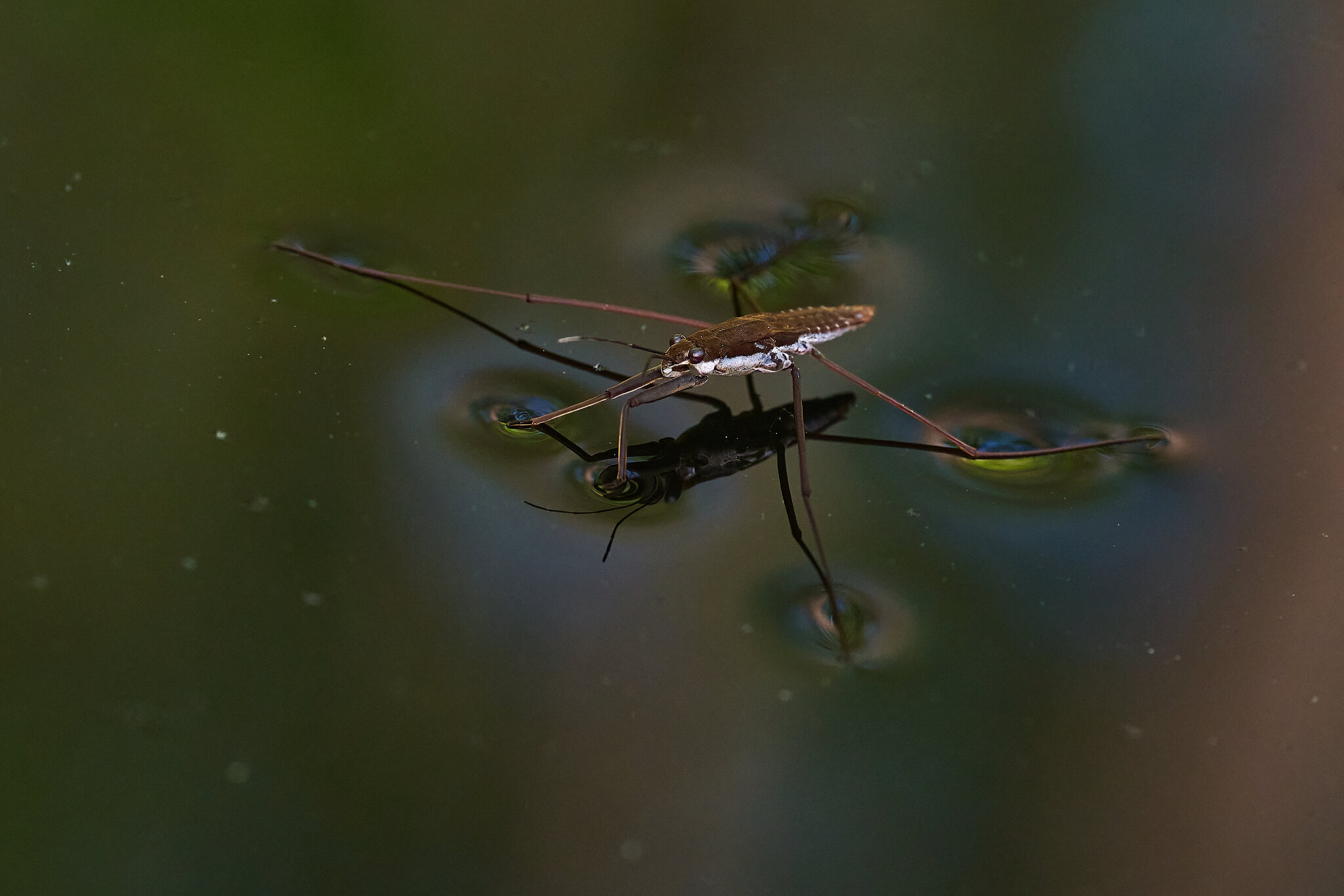Water bug 1 - rDN.jpg