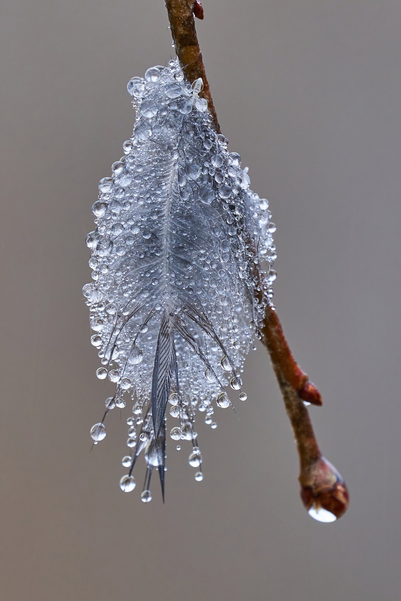 Water droplets  on a feather - Home - 12312022 - 02-DN.jpg