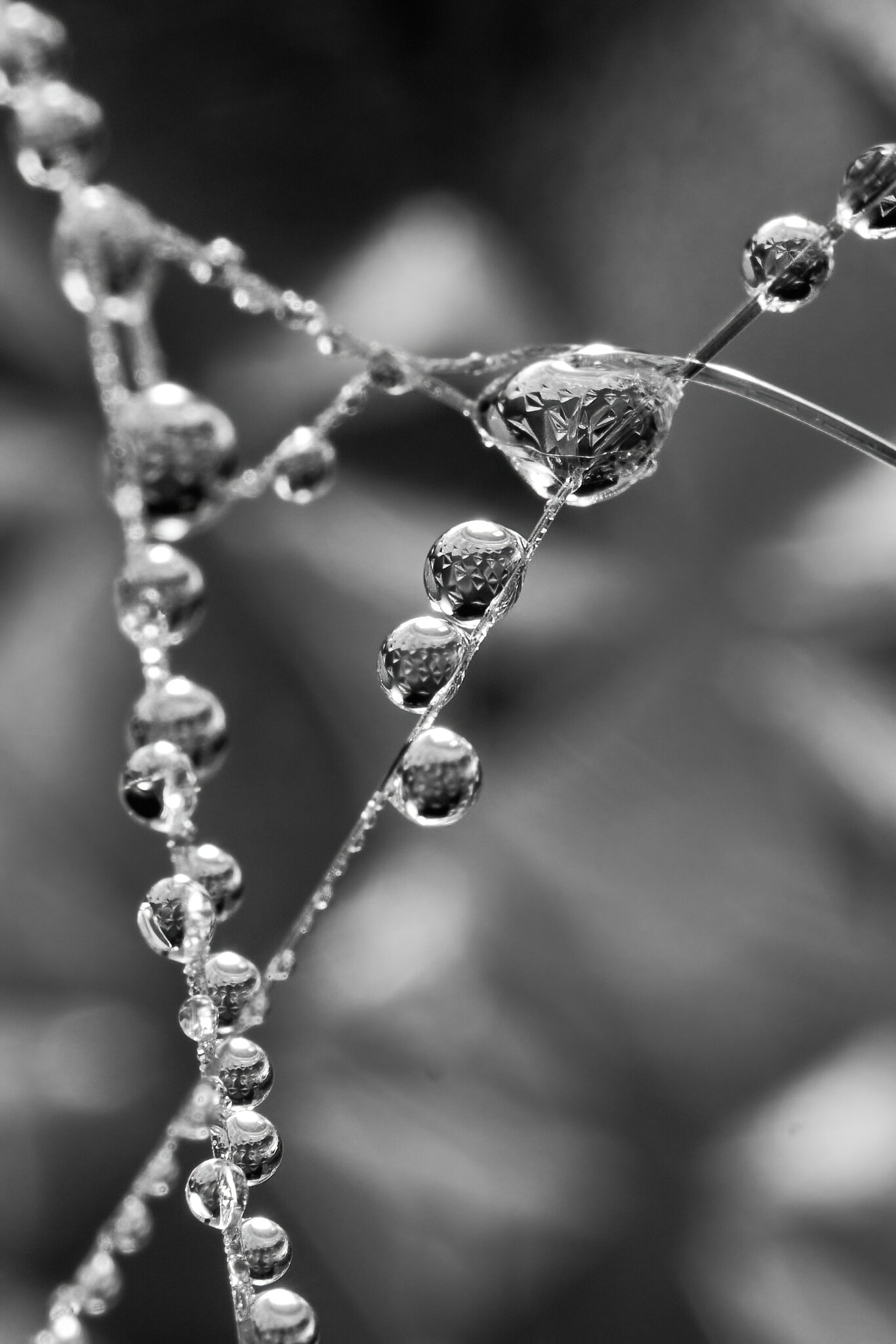 Water Drops - 05072023 - 08-DN.jpg