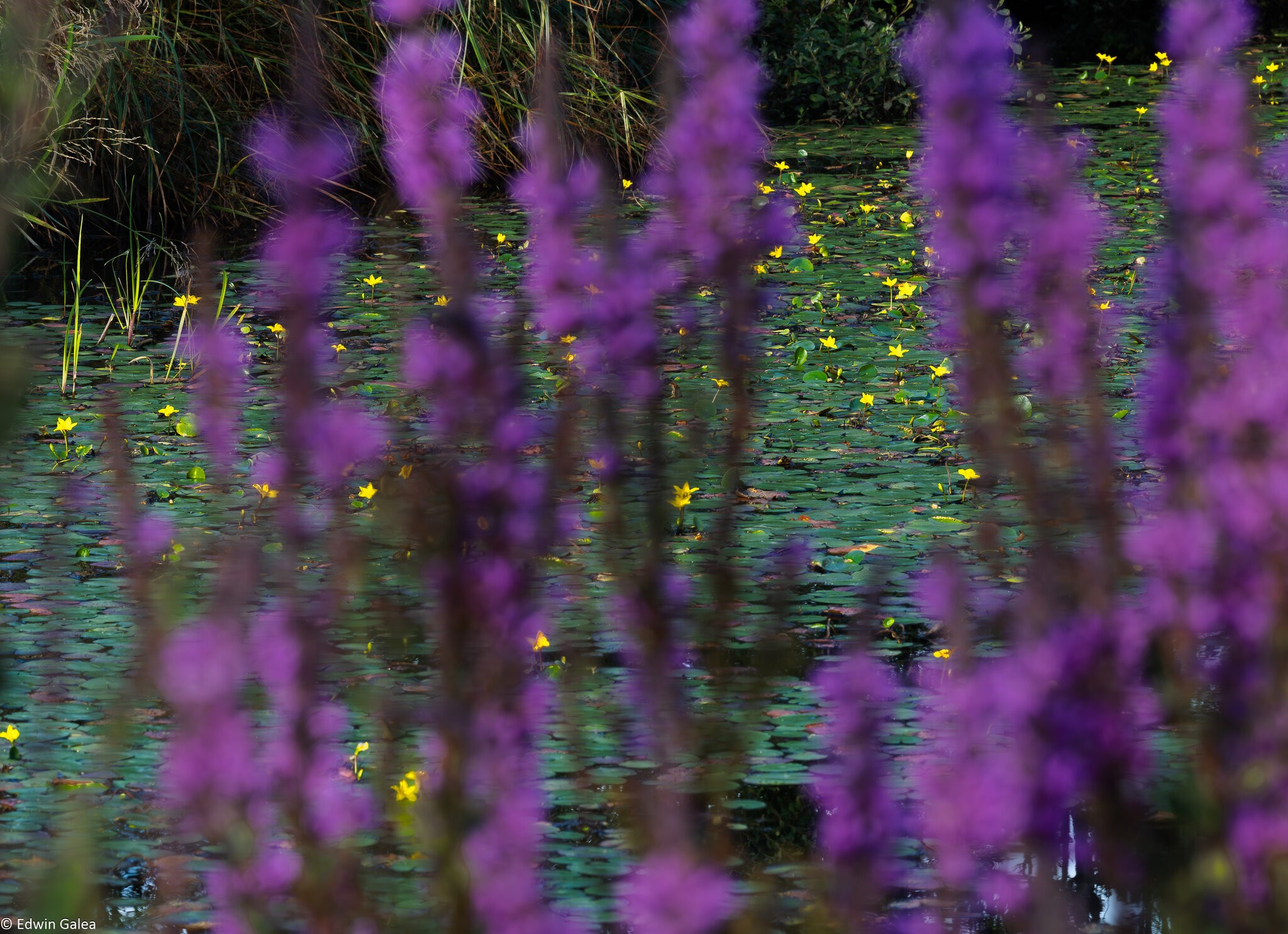 water lillies-1.jpg