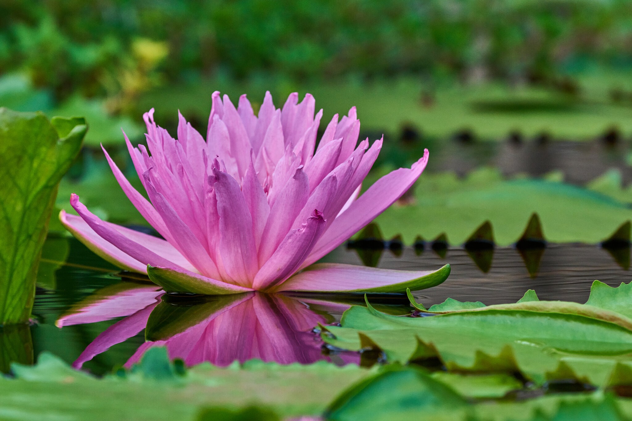 Water Lilly - Longwood - 08142026 - 02.jpg