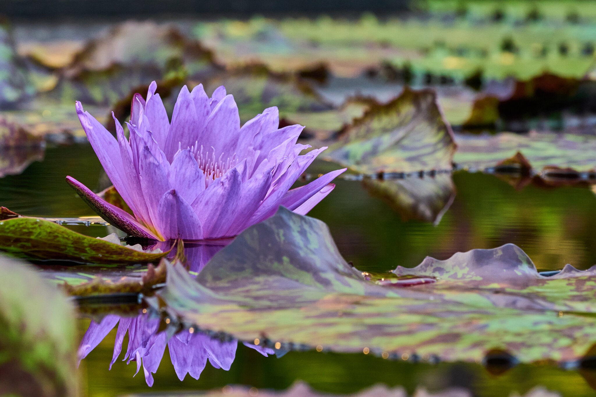 Water Lilly - Longwood - 08142026 - 10.jpg