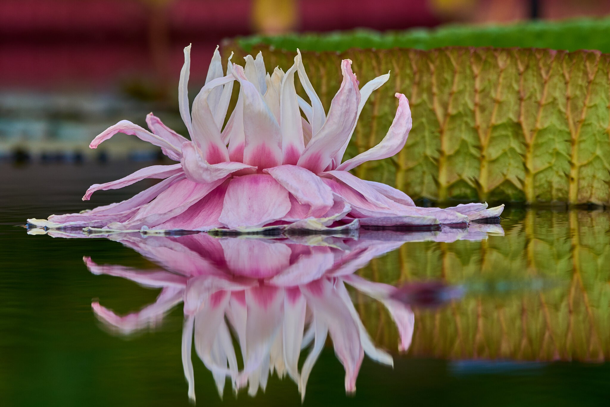 Water Lilly - Longwood - 08142026 - 11.jpg